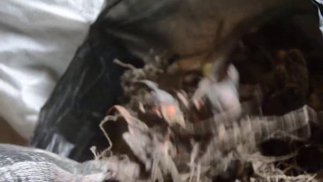 Большие красные цветы Канны смотреть онлайн