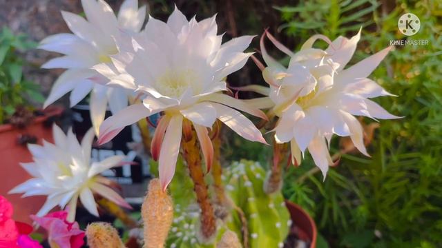 The Amazing beautiful white Cactus Flowers / Cactus from our garden / Pilipina in Sweden смотреть онлайн