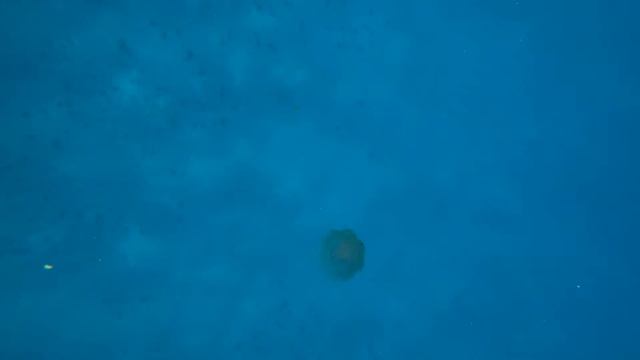 Small Crowned Jellyfish with large driftfish within 10-20-2020 смотреть онлайн