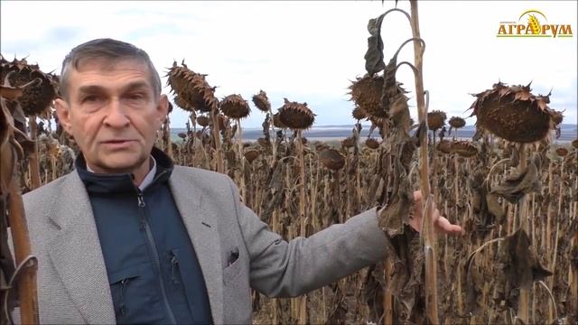 Десикация подсолнечника опрыскивателем ТУМАН 2М смотреть онлайн
