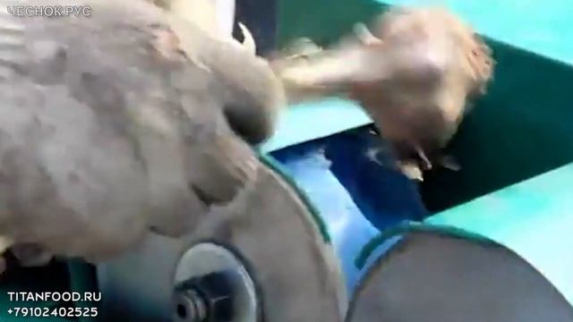 Предпродажная обрезка чеснока, обрезчик чеснока смотреть онлайн