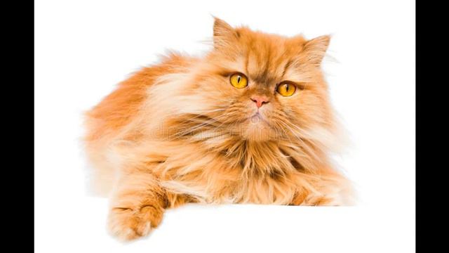 🐈Musica Per GATTI Nervosi-musica Rilassante Per Far Calmare Il Tuo GATTO Iperattivo E Ansioso Sonno