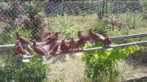 Николаевские голуби.  Молодые красные, белохвостые.  Голуби Украины