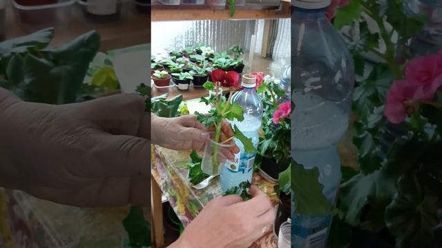 бегония элатиор красотка нашего окна смотреть онлайн