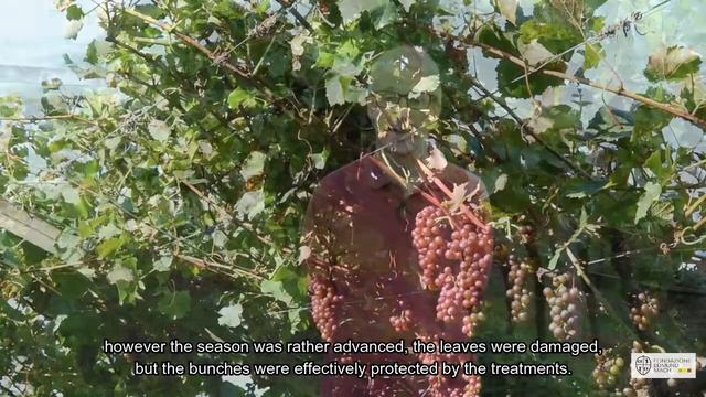 Experiences with reducing copper in viticulture in Northern Italy смотреть онлайн