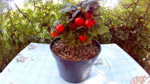 Пигмей - Комнатный сорт томата.