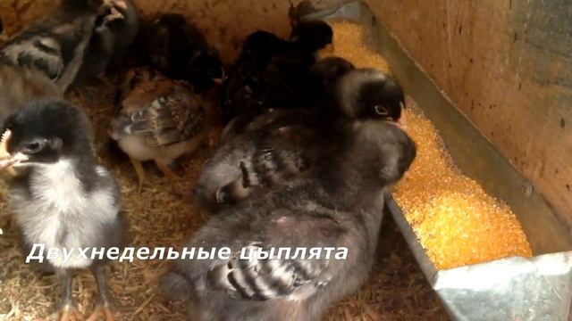 Цыплята Мехеленской кукушки и не только) смотреть онлайн