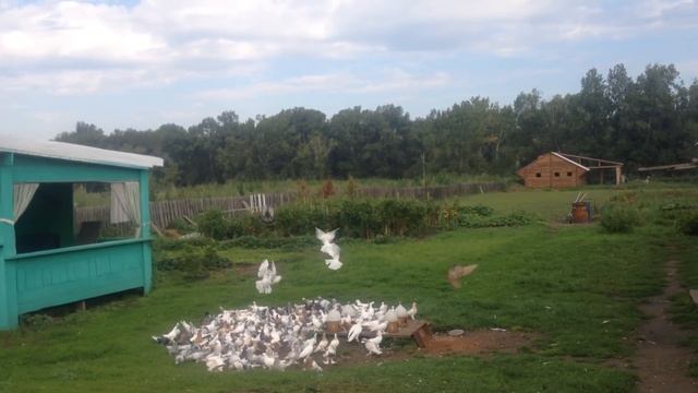 ПРИУЧАЮ МОЛОДЫХ садится на пятак смотреть онлайн