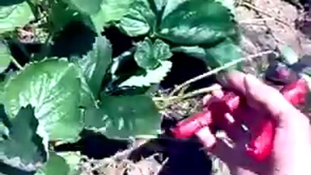 Клубника. Уход после сбора УРОЖАЯ! смотреть онлайн