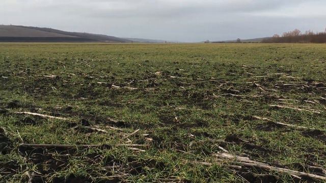 Стан пшеницы лукуллус на 04.02.2019 смотреть онлайн