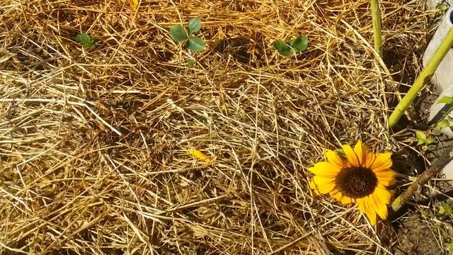 27.08.2020 Осенний натюрморт. Утро после дождя. Огород после дождя. смотреть онлайн