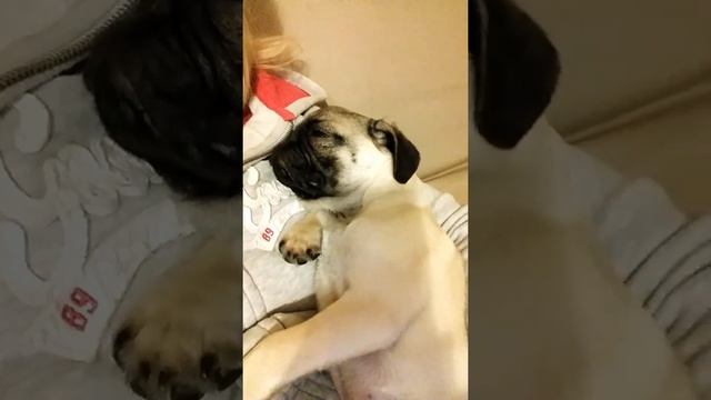 Мопс волшебный сон смотреть онлайн