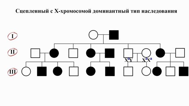 Тема 38. Изучение наследственности и изменчивости человека смотреть онлайн