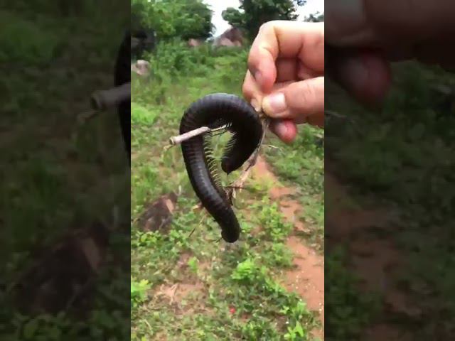 Какая ужасная бяка ползает смотреть онлайн