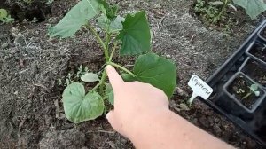 Как правильно формировать (пасынковать) огурцы в теплице для получения хорошего урожая.