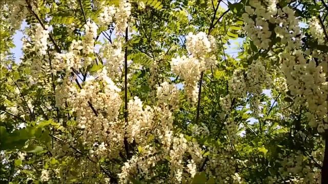 Цветет белая акация смотреть онлайн