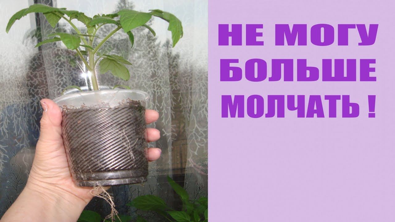 А НАДО ЛИ ПОДКАРМЛИВАТЬ РАССАДУ ТОМАТОВ ? АБСУРДНЫЕ РЕЦЕПТЫ ПОДКОРМОК РАССАДЫ ТОМАТОВ . смотреть онлайн