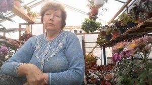 Бизнес на хризантемах легко ли это