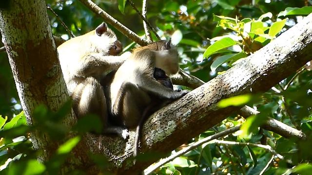 Anna react stop feed milk and push her new born out by angry baby got too long milk смотреть онлайн