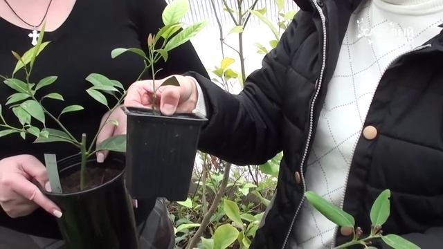 Как вырастить лимон дома От черенка до плодов. Сайт "Садовый мир" смотреть онлайн