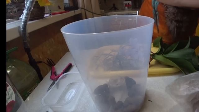 Орхидеи / Старенький Пират Пикоти бабочка / Пересадка 23 декабря 2022 г. смотреть онлайн