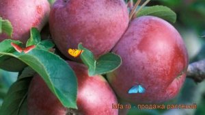 Яблоня ранний Спартан (malus spartan) ? яблоня Спартан обзор: как сажать саженцы яблони Спартан