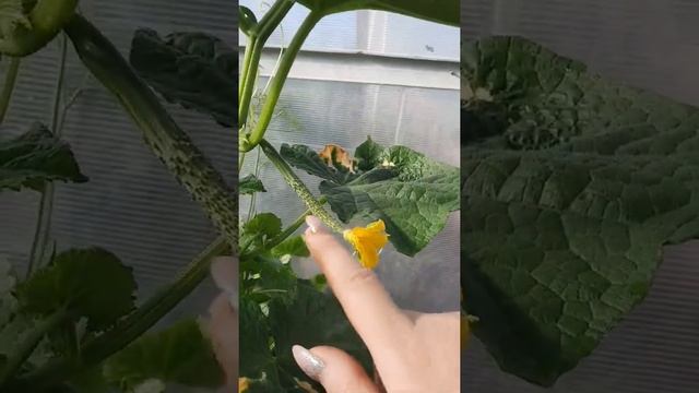 Огурец "Изумрудный поток" радует урожаем! смотреть онлайн