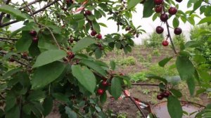 Плодоношение дюка чудо вишня 2021 в питомнике Барский Сад