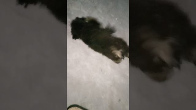 Собака резвится в снегу смотреть онлайн