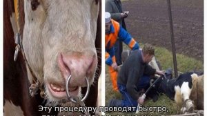 Как режут быков