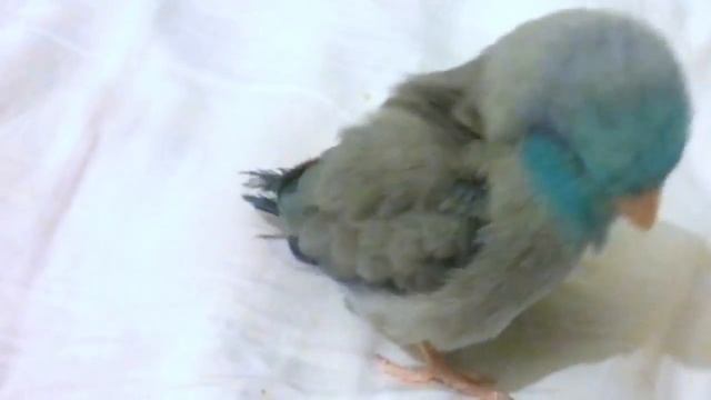 Dubstep Bird Video смотреть онлайн