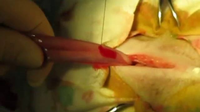 spaying a cat. стерилизация кошки 2064 смотреть онлайн