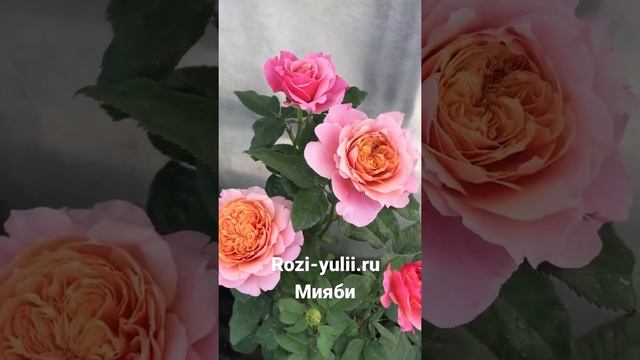 Розы японской селекции ? Мияби?Каталог rozi-yulii.ru?Розовое царство Юлии смотреть онлайн