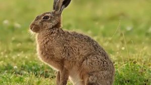 раненный заяц звук