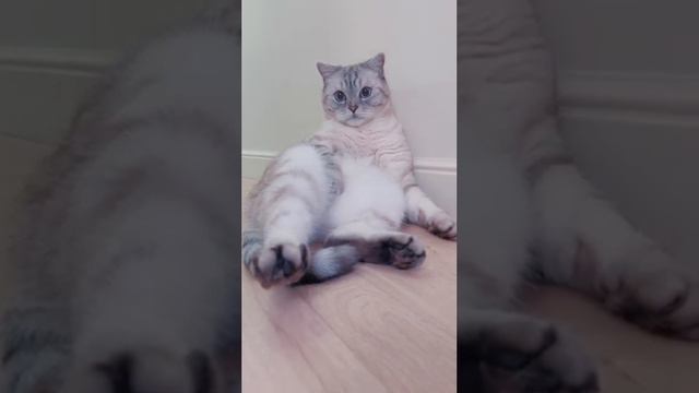 Стричь или нет когти котику.