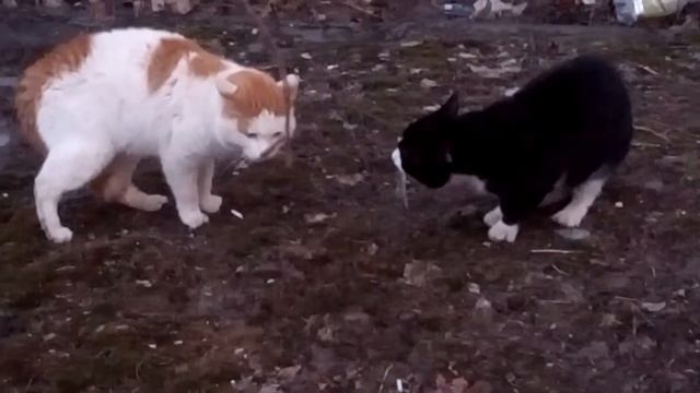 Весна коты и кошки запели! смотреть онлайн