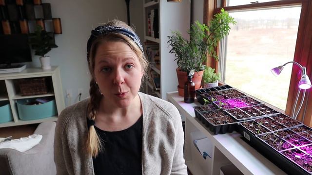 Chamomile Plant: Common Uses and Growing Instructions смотреть онлайн