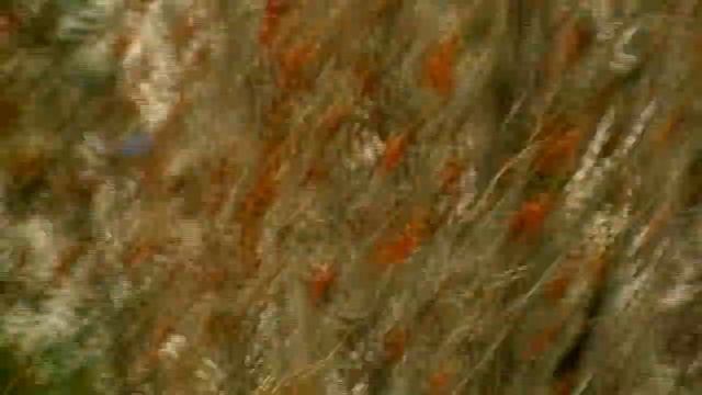 Цветущий абрикос. смотреть онлайн