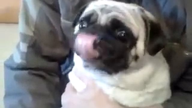 Мопс орёт (pug screaming) смотреть онлайн