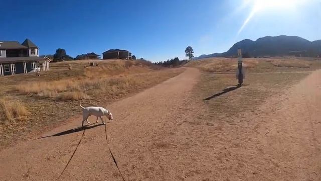 СОБАКА УБИЙЦА!!! Миф или реальность? Английский Бультерьер смотреть онлайн