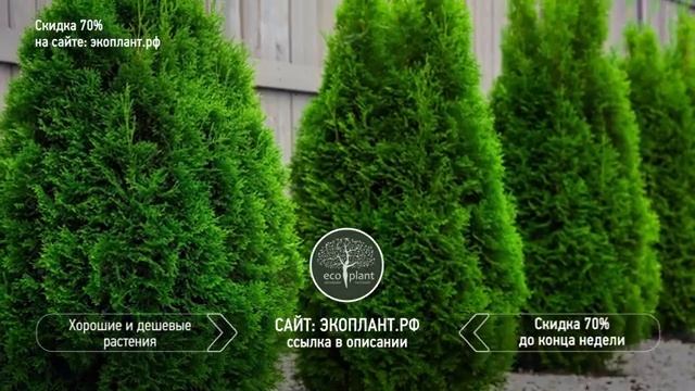 ЖИВАЯ ИЗГОРОДЬ в средней полосе России ?ТОП 5 растений для живой изгороди смотреть онлайн