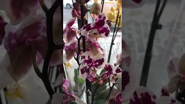 Орхидеи Красноярск 04 марта смотреть онлайн