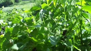 Где посадить смородину? Только в ТЕНИ!