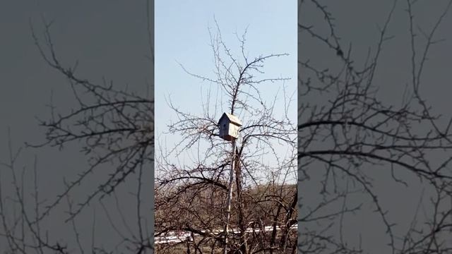 скворцы смотреть онлайн