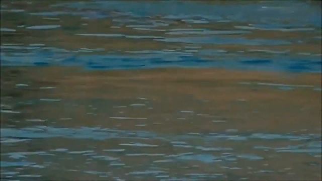 Dolphin Bay Atlantis Dubai einfach nur abartig смотреть онлайн