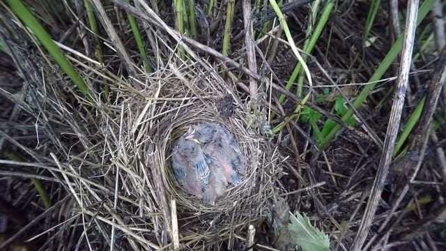 Ястребиная Славка 160613 2 в лопухах 160616GoPro4 1 смотреть онлайн