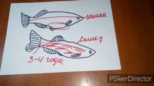 Как определить пол у данио