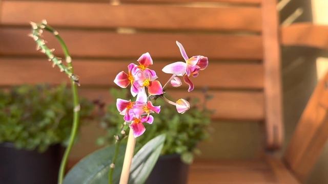 Phalaenopsis Equestris 3 Lips | Peloric Orchid 💗💛💗 смотреть онлайн