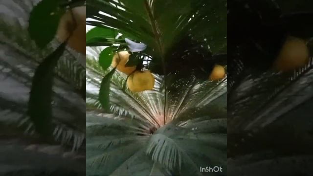 Цикас древнее растение из Мадагаскара!!!Tsikas is an ancient plant from Madagascar??? смотреть онлайн