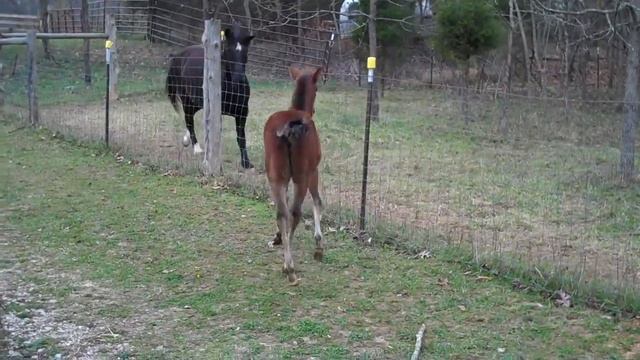 Mustang Horse Information: The Dancing Mustang Foal